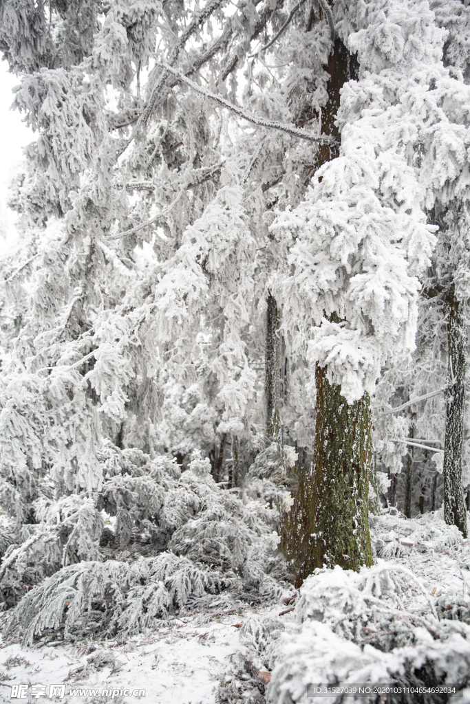 雪后森林