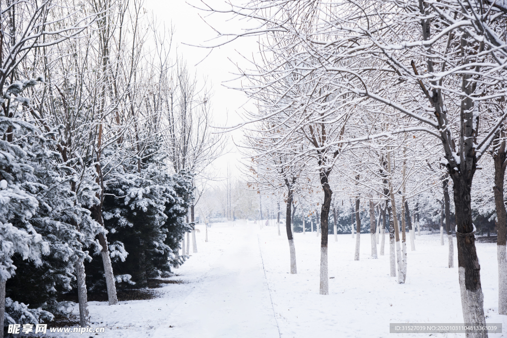 雪中森林