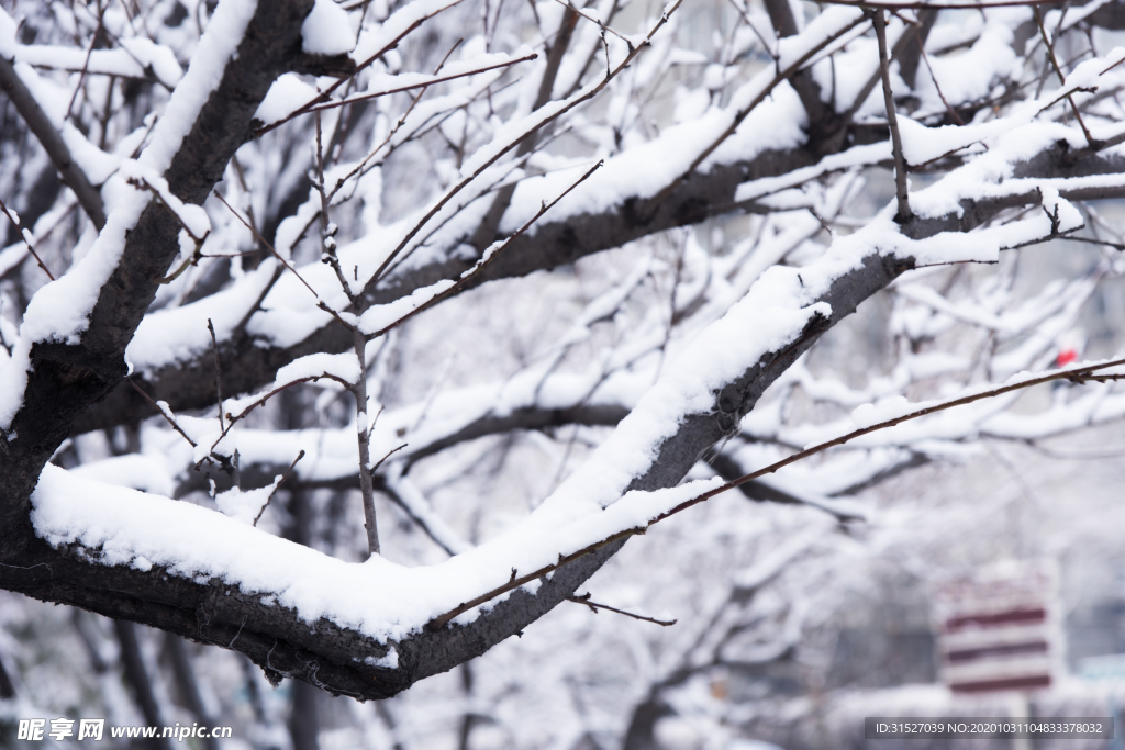 雪压树枝