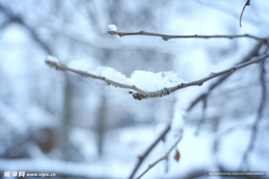 雪压枯枝