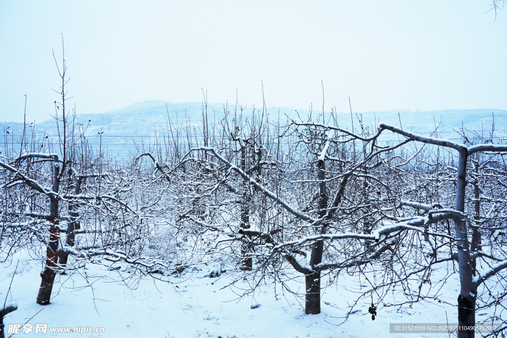 雪中森林