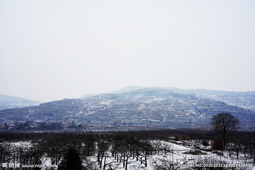 雪中森林