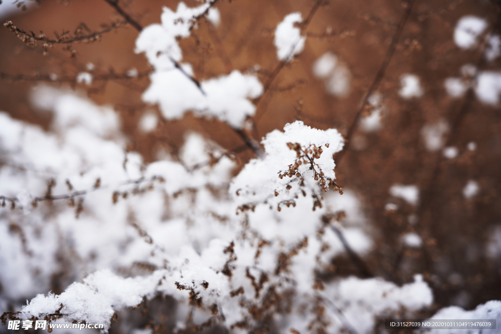 雪压树枝特写