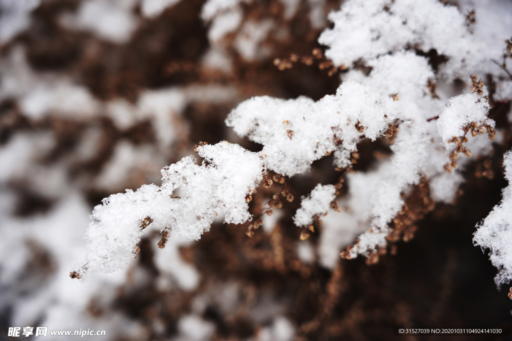 雪压树枝特写