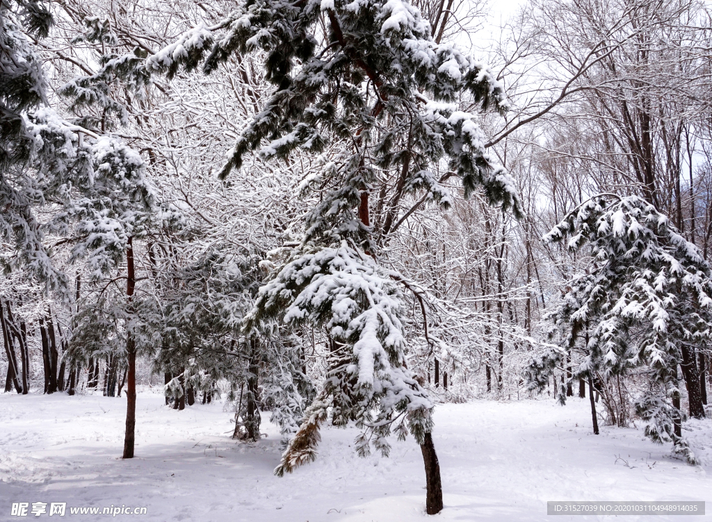 雪松摄影