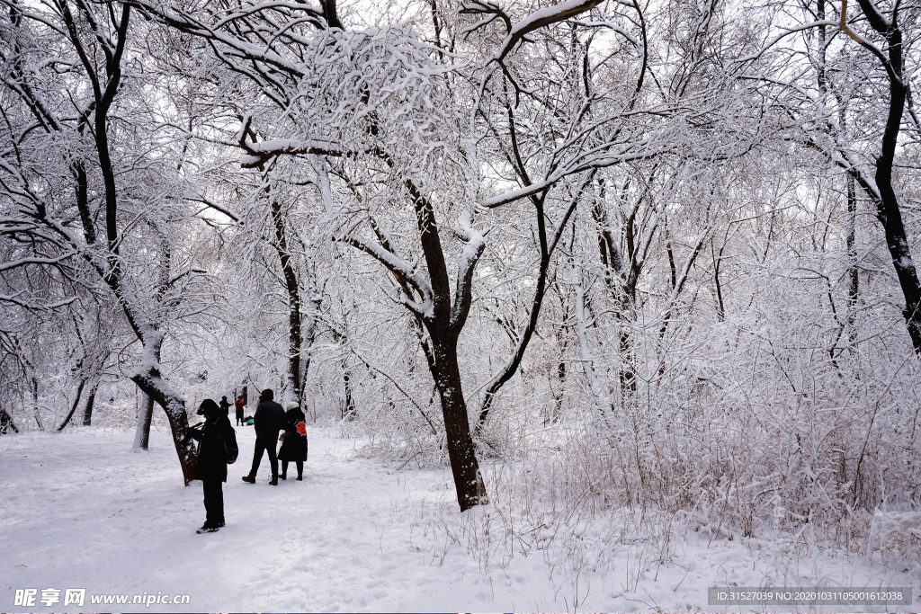 雪道路树木