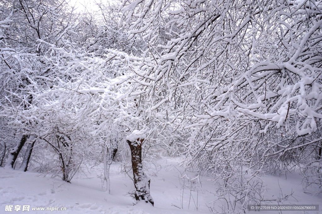 雪压树枝