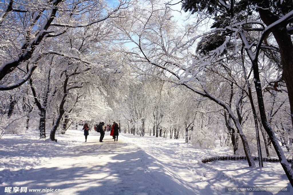 雪道路树木