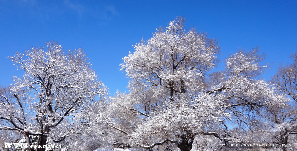 雪松摄影