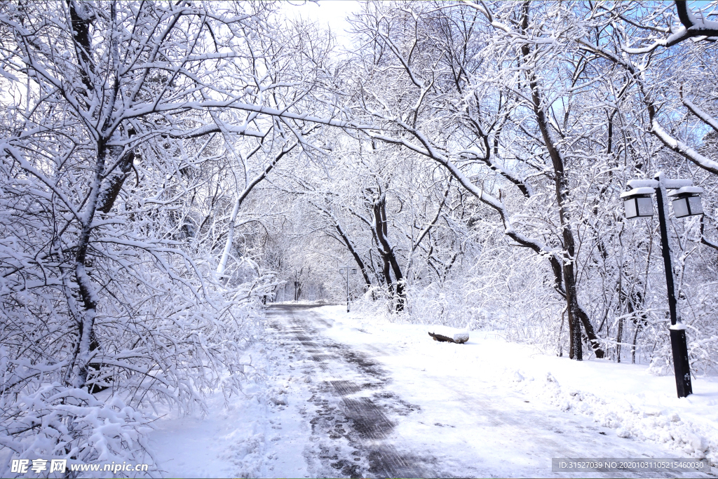 雪中的树林