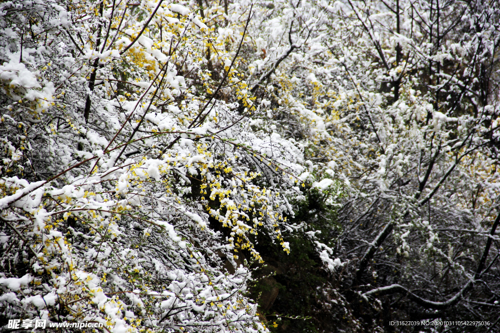 白雪皑皑中小黄花植物摄影图