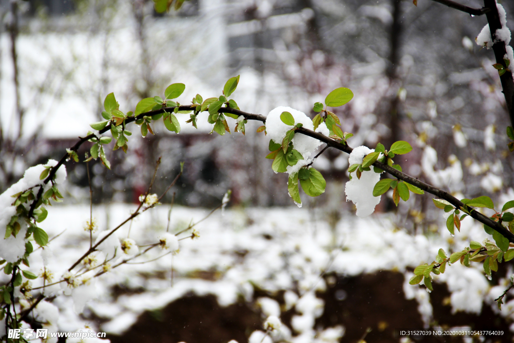 冰雪初融翠绿小枝