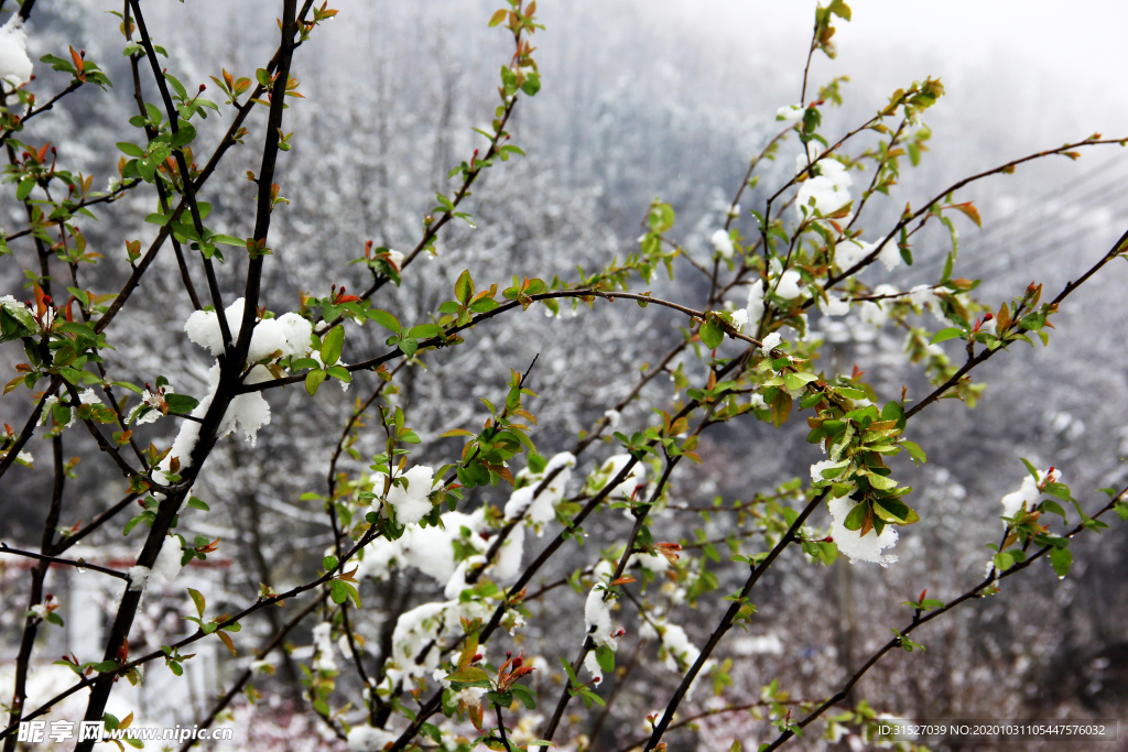 春雪与嫩绿植物素材背景摄影图