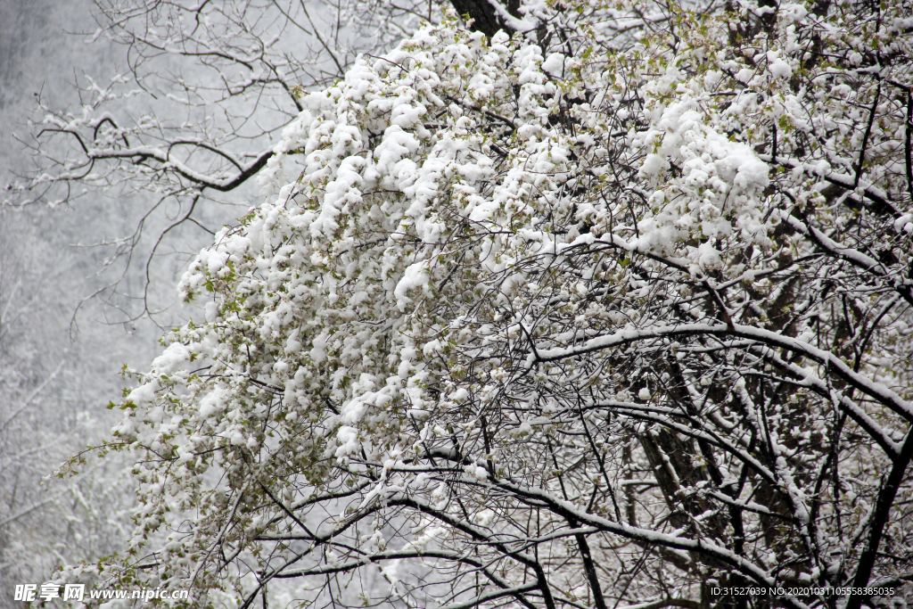 雪压树枝