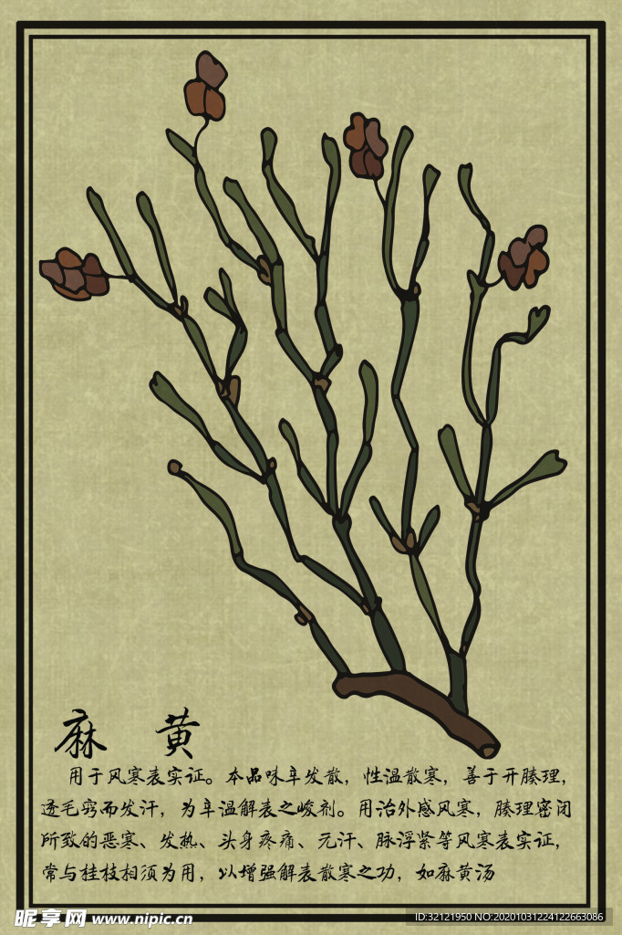 中草药图