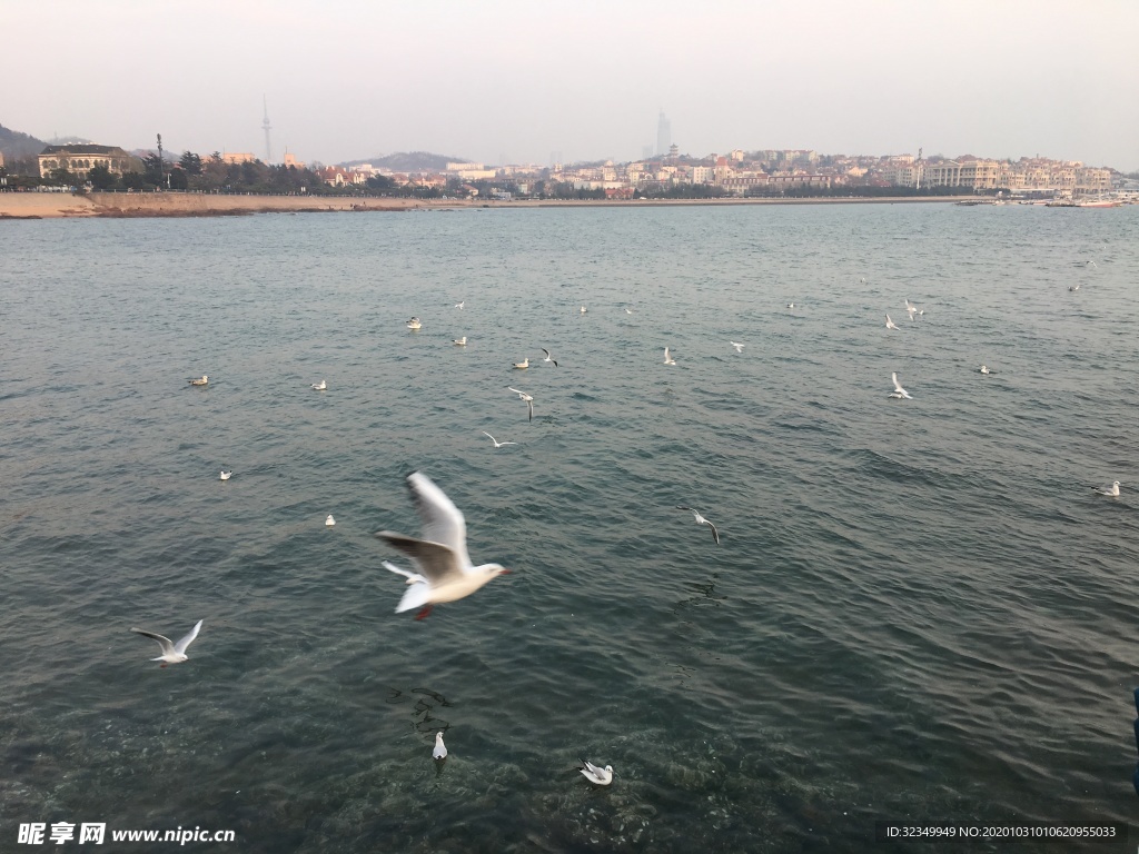 海鸥抓拍