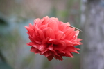 葵花