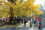 少林寺千年银杏