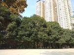 树木 园林 绿化