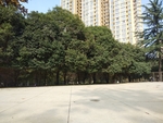 绿树  园林