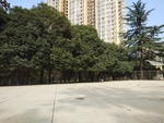绿树
