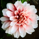 花卉
