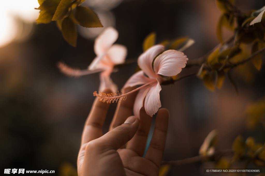 花卉
