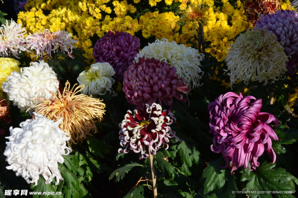 菊花