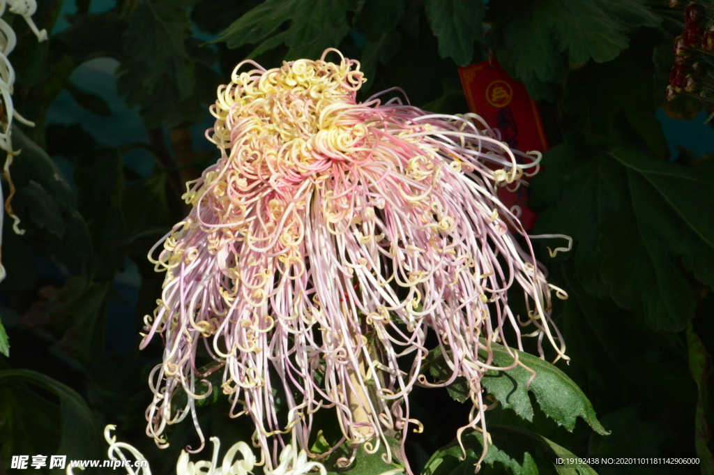菊花