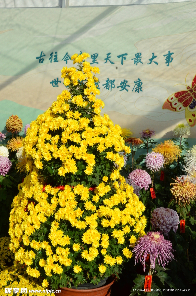 菊花