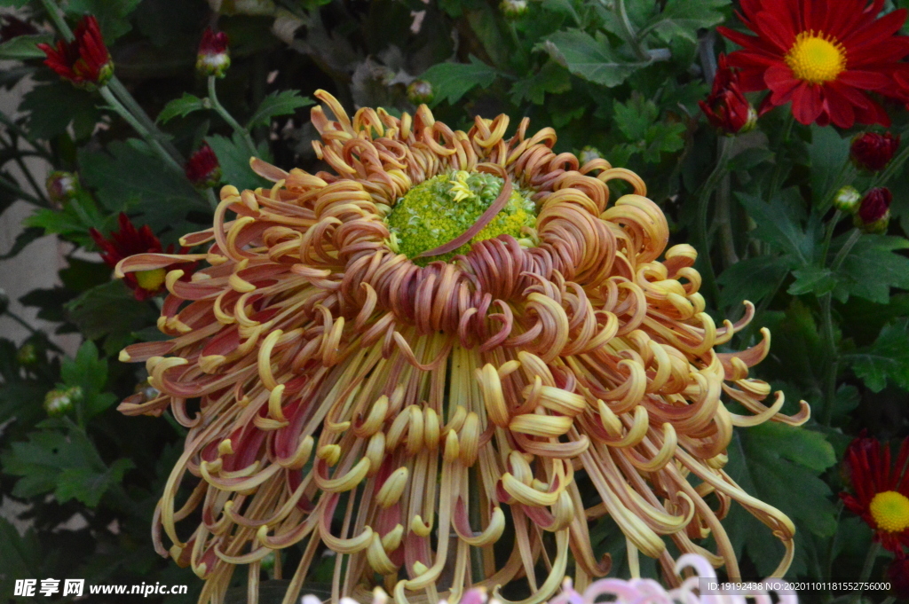 菊花