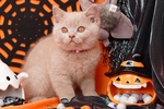 家猫