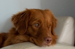 狗