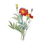 花