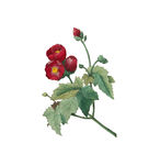 花