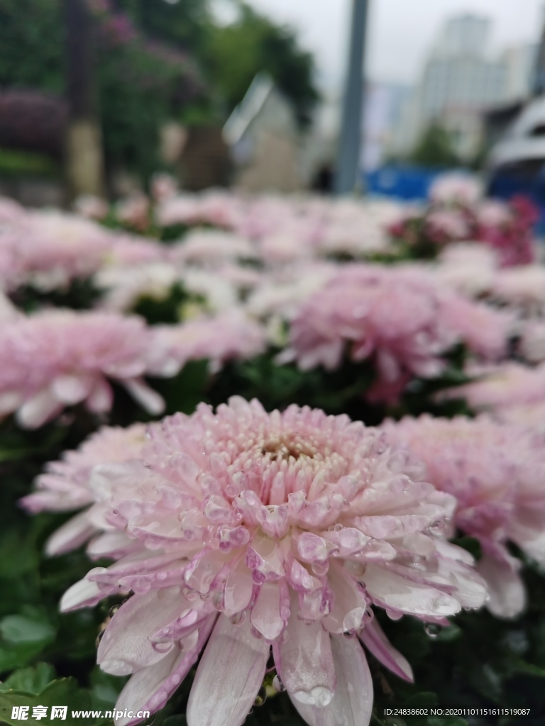 雨中粉菊花