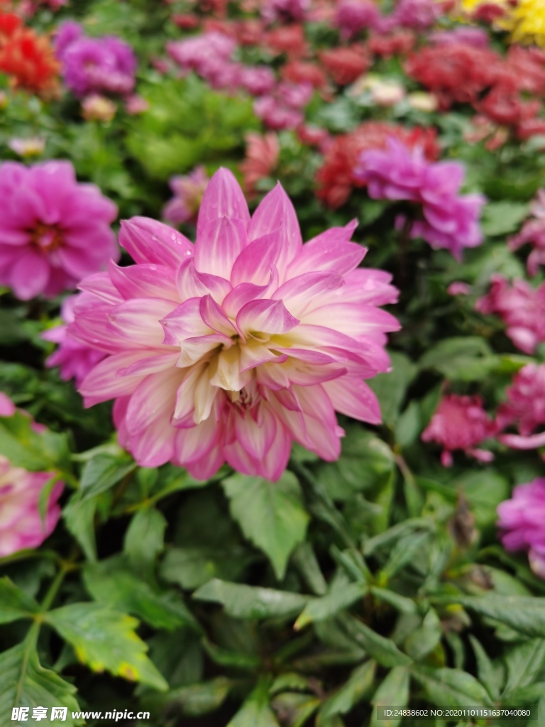 雨中粉菊花