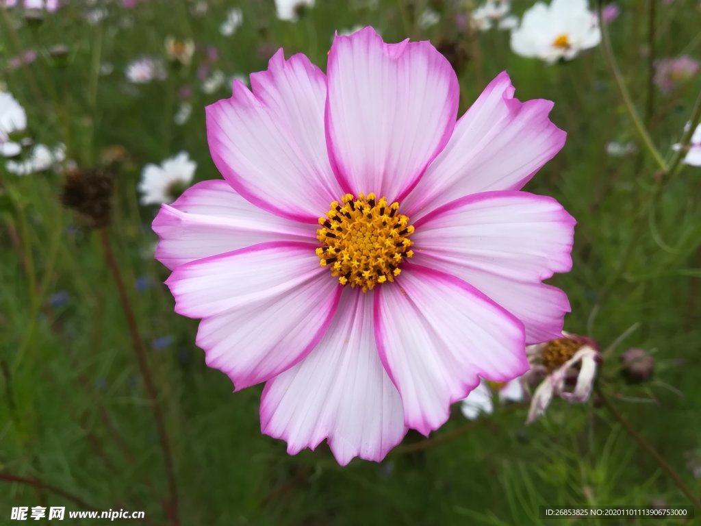 粉色波斯菊