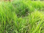 草 草地 青草 草坪