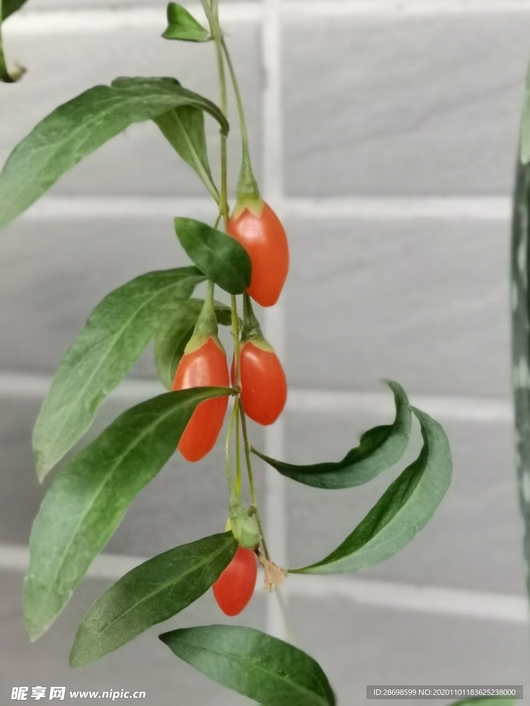 植物摄影图