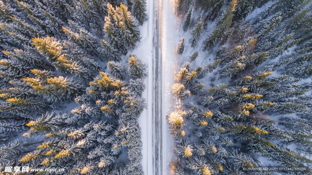 冬季森林雪景