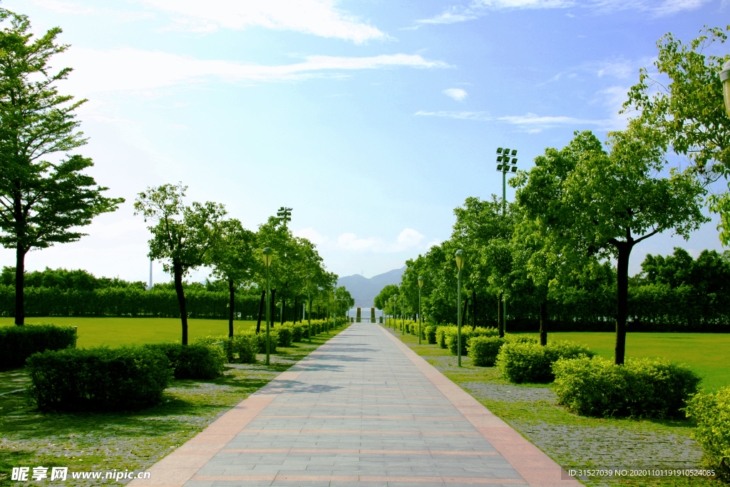 蓝天白云大树道路