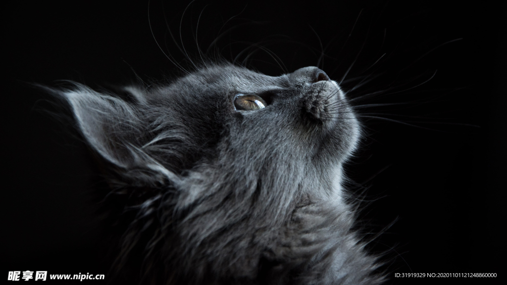 照片 灰色 猫 看着 黑色 背