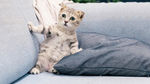 照片 灰色 白色 虎斑猫 小猫