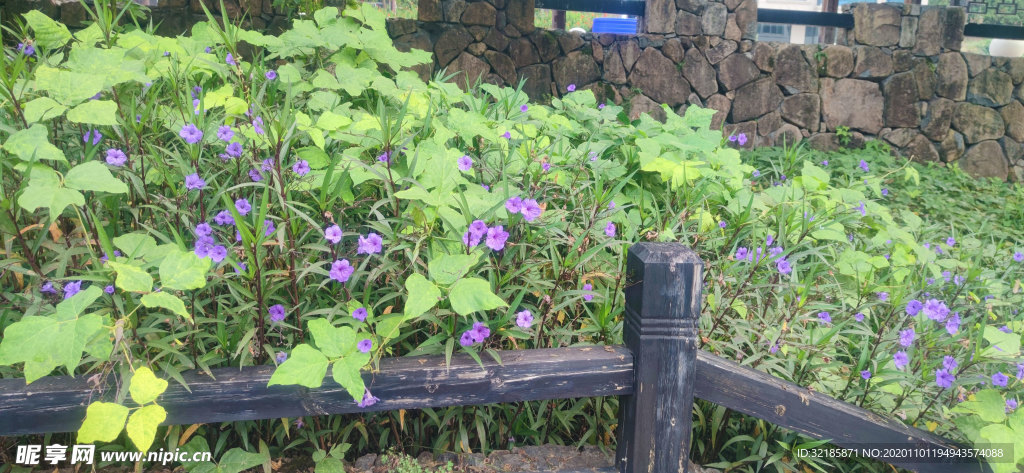 蓝花草