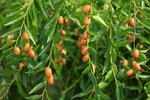 黄河冬枣