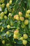 黄河冬枣