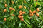 黄河冬枣