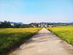 稻田