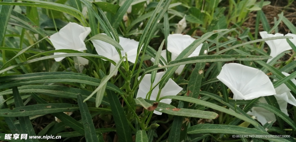 小花